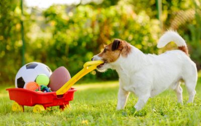 Pet Supply Samples: Free and Discounted Treats, Toys, and Essentials for Your Pets